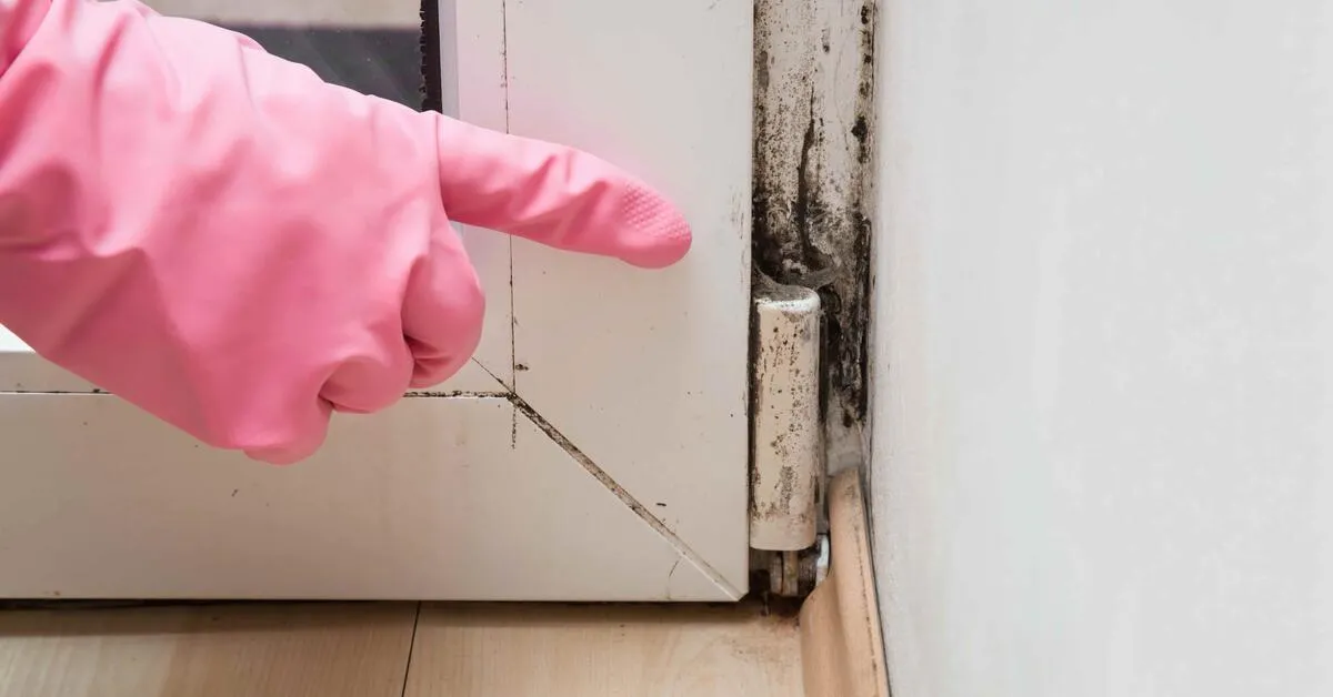 mold home inspection